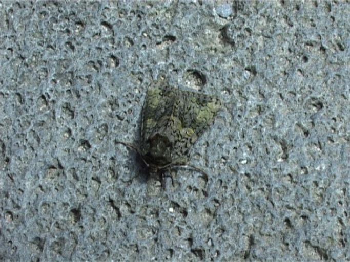 Liguster-Rindeneule ( Craniophora ligustri ) : Kamp-Lintfort, Terrassengarten von Kloster Kamp, 27.07.2003